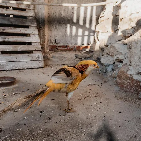 住宿加早餐酒店 Casa Da Cerca-suite Aconchegante Com Piscina